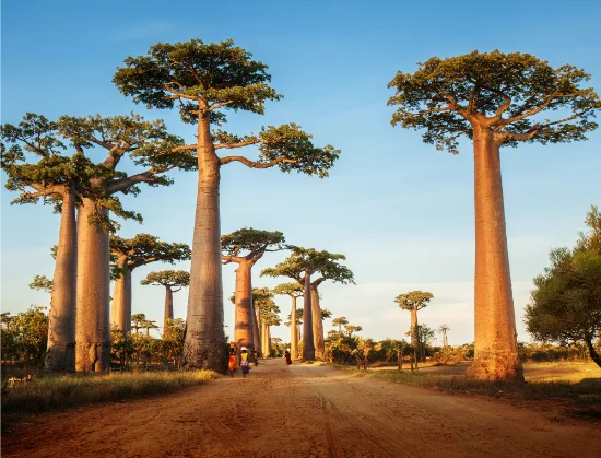 Offerte vacanze in Madagascar: i migliori pacchetti volo + hotel e come prenotare