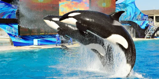 Come visitare SeaWorld San Diego: attrazioni, orari, prezzi e come arrivare