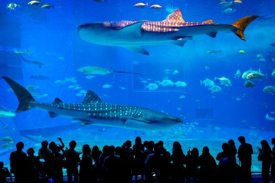 Okinawa Churaumi Aquarium: prezzi biglietti, orari, attrazioni, come arrivare, cosa vedere e fare