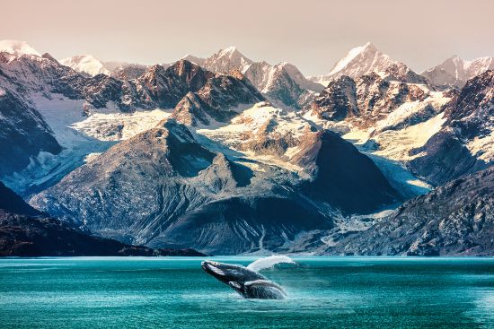 Alaska whale watching escursione in barca