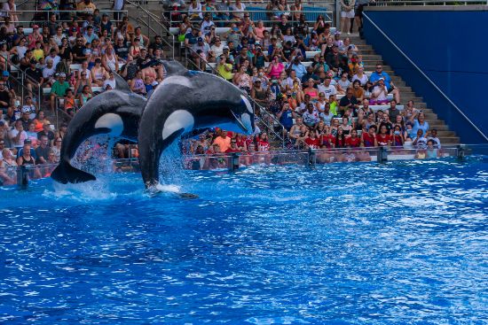 Biglietti Seaworld Orlando: costo, offerte e dove acquistarli scontati